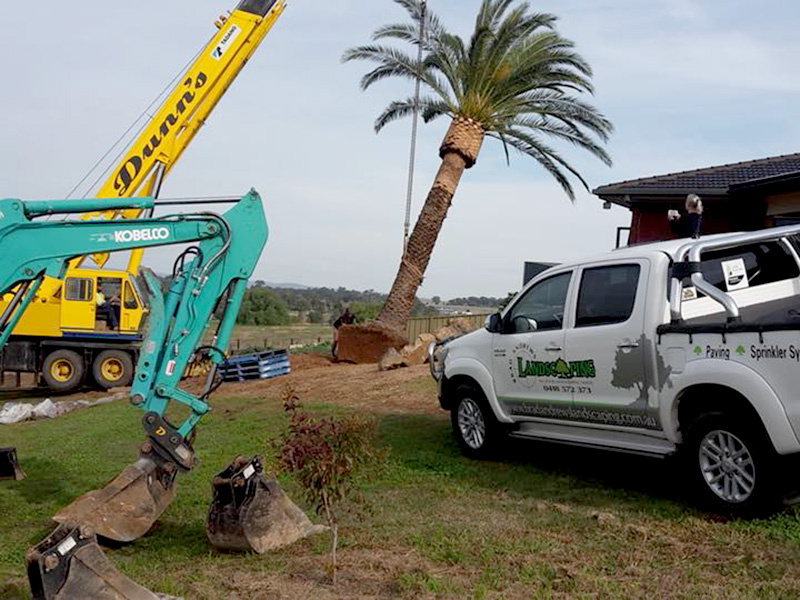 Brad Andrews Landscaping Palm Tree Installation